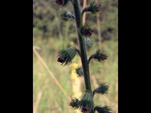 Agrimonia eupatoria
Common Agrimony (Eng) Gewone Agrimonie (Ned) Gemeiner Odermennig (Ger) - seeds
Trefwoorden: Plant;Rosaceae;Bloem;geel