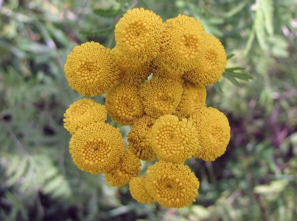 Tanacetum vulgare
Tansy (Eng) Boerenwormkruid (Ned) Rainfarn (Ger)
Trefwoorden: Plant;Asteraceae;Bloem;geel