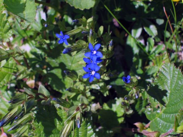 Gentiana bavarica
Bavarian Gentian (Eng) Alpengentiaan (Ned) Bayerischer Enzian (Ger)
Trefwoorden: Plant;Gentianaceae;Bloem;blauw
