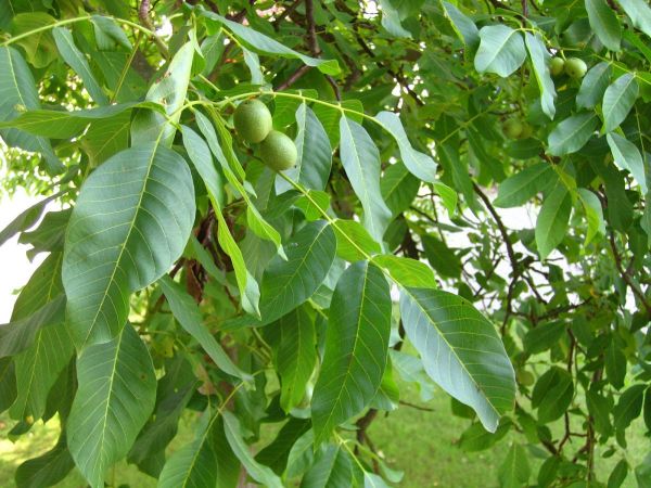 Juglans regia
Common Walnut Tree (Eng) Walnootboom (Ned) Echte Walnuss (Ger) 
Trefwoorden: Plant;boom;Juglandaceae;vrucht