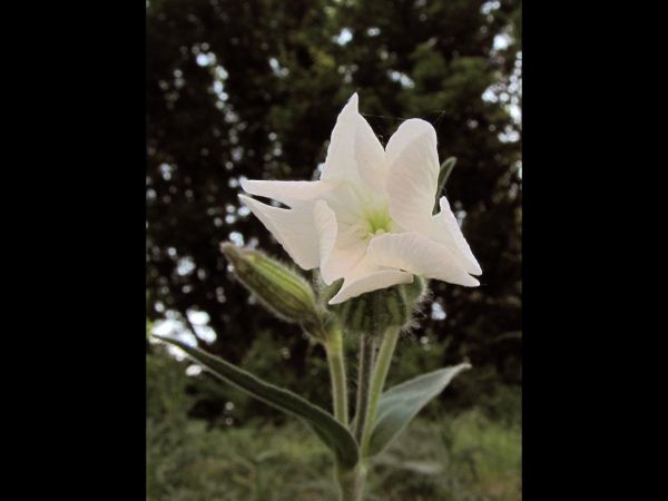 Silene latifolia alba
White Campion (Eng) Avondkoekoeksbloem (Ned) Weiße Lichtnelke (Ger)
Trefwoorden: Plant;Caryophyllaceae;Bloem;wit