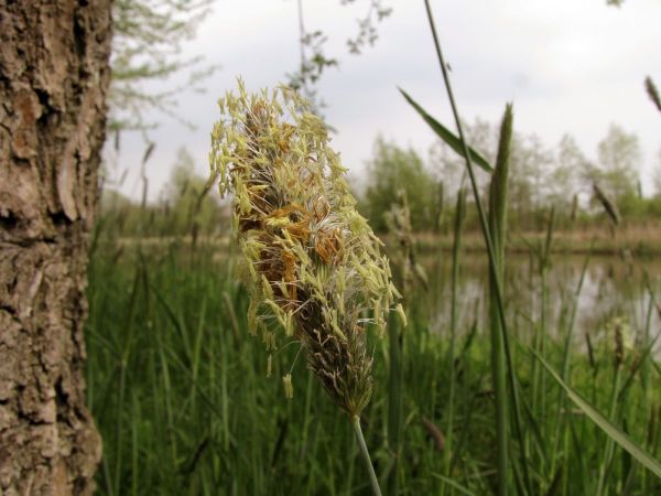 Alopecurus pratensis
Meadow Foxtail (Eng) Grote Vossenstaart (Ned) Wiesen-Fuchsschwanz (Ger)
Trefwoorden: Plant;Poaceae;Bloem;onopvallend