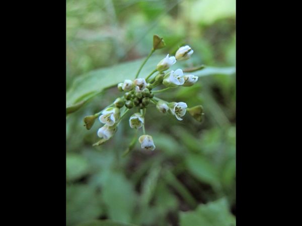 Capsella bursa-pastoris
Sherperd's Purse (Eng) Herderstasje (Ned) Gewöhnliches Hirtentäschel (Ger)
Trefwoorden: Plant;Brassicaceae;Bloem;wit