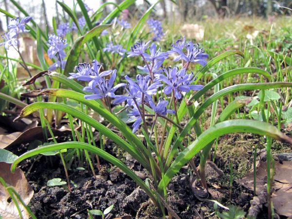 Scilla bifolia
Alpine Squill (Eng) Vroege sterhyacint (Ned) Zweiblättriger Blaustern (Ger)
Trefwoorden: Plant;stinzenplant;tuinplant;Asparagaceae;Bloem;blauw
