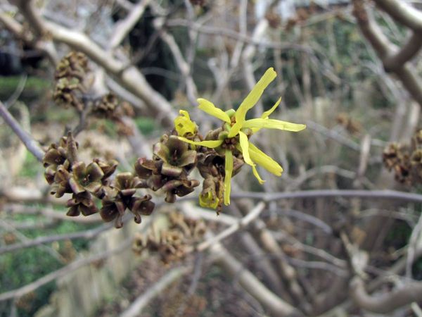 Hamamelis x intermedia
Hybrid Witch Hazel (Eng) Toverhazelaar (Ned)  Hybrid-Zaubernuss (Ger)
Trefwoorden: Plant;tuinplant;Hamamelidaceae;Bloem;geel