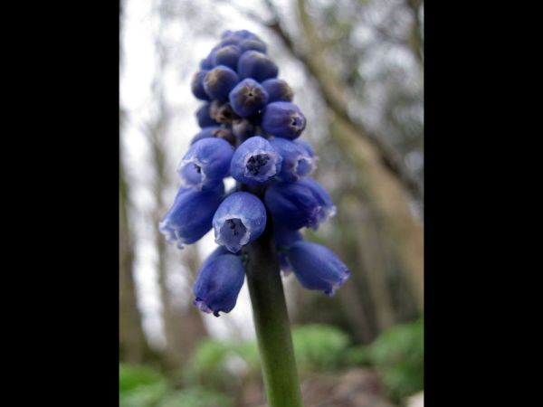 Muscari botryoides
Grape Hyacinth (Eng) Blauwe druifjes (Ned) Kleine Traubenhyazinthe (Ger) 
Trefwoorden: Plant;tuinplant;stinzenplant;Asparagaceae;Bloem;blauw