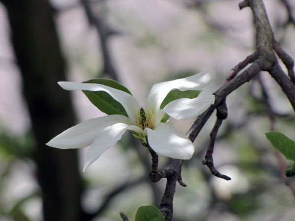 Magnolia; M. grandiflora
Magnolia (Eng) Magnolia, Tulpenboom (Ned) Magnolie (Ger)
Trefwoorden: Plant;Boom;Magnoliaceae;Bloem;wit