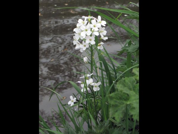 Cardamine pratensis
Cuckooflower (Eng) Pinksterbloem (Ned) Wiesen-Schaumkraut (Ger)
Trefwoorden: Plant;Brassicaceae;Bloem;wit;lila