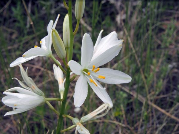 Anthericum liliago
Grote Graslelie (Ned) St. Bernard's Lily (Eng)
Trefwoorden: Asparagaceae;Bloem;wit