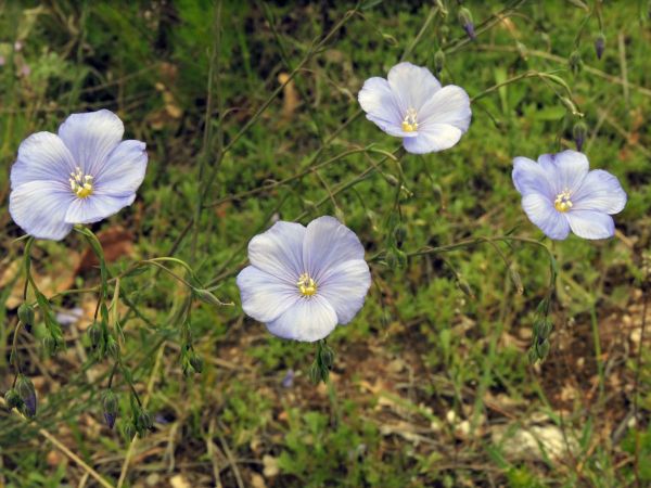 Linum sp. L. narbonense
Blue Flax (Eng) Frans Vlas (Ned) Französischer Lein (Ger) 
Trefwoorden: Plant;Linaceae;Bloem;blauw