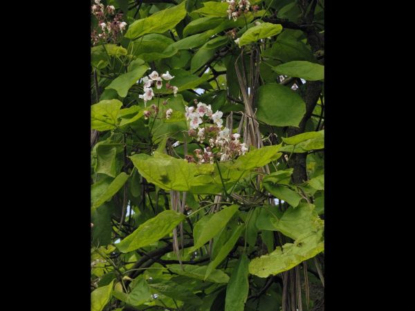 Catalpa bignonioides
Southern Catalpa (Eng) Trompetboom (Ned) Gewöhnlicher Trompetenbaum - with flowers and beans
Trefwoorden: Boom;Bignoniaceae;Bloem;wit