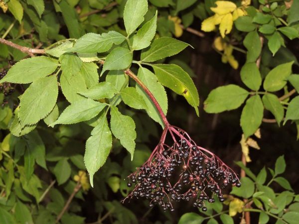 Sambucus nigra
Black Elder (Eng) Gewone Vlier (Ned) Schwarzer Holunder (Ger) -  berries
Trefwoorden: Plant;struik;Adoxaceae;vrucht