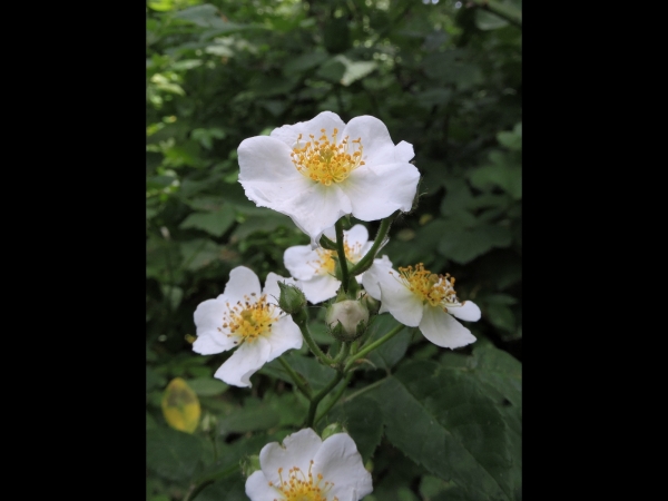 Rosa multiflora
Multiflora Rose (Eng) Veelbloemige Roos (Ned) Büschel-Rose (Ger)
Trefwoorden: Plant;struik;Rosaceae;Bloem;wit