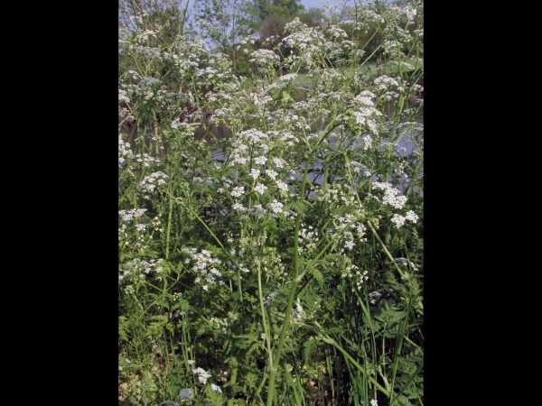 Anthriscus sylvestris
Cow Parsley (Eng) Fluitenkruid (Ned) Wiesen-Kerbel (Ger)
Trefwoorden: Plant;bermplant;Apiaceae;Bloem;wit