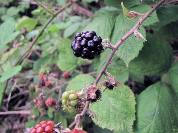 Rubus fruticosus
European Blackberry (Eng) Gewone Braam (Ned) Brombeere (Ger) 
Trefwoorden: Plant;Rosaceae;vrucht