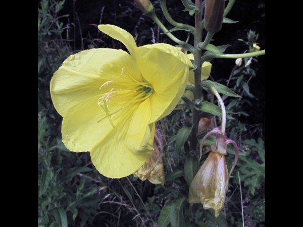 Oenothera glazioviana
Large-flowered Evening-primrose (Eng) Grote Teunisbloem (Ned) Rotkelchige Nachtkerze (Ger)
Trefwoorden: Plant;Onagraceae;Bloem;geel