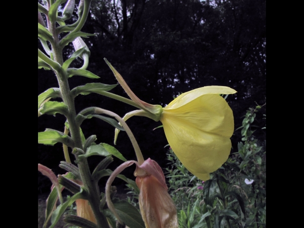 Oenothera glazioviana
Large-flowered Evening-primrose (Eng) Grote Teunisbloem (Ned) Rotkelchige Nachtkerze (Ger)
Trefwoorden: Plant;Onagraceae;Bloem;geel