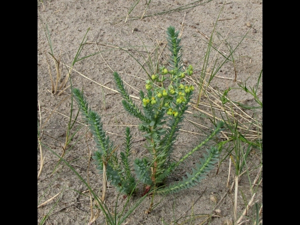 Euphorbia paralias
Sea Spurge (Eng) Zeewolfsmelk (Ned) Strand-Wolfsmilch (Ger)
Trefwoorden: Plant;Euphorbiaceae;Bloem;groen;kustplant