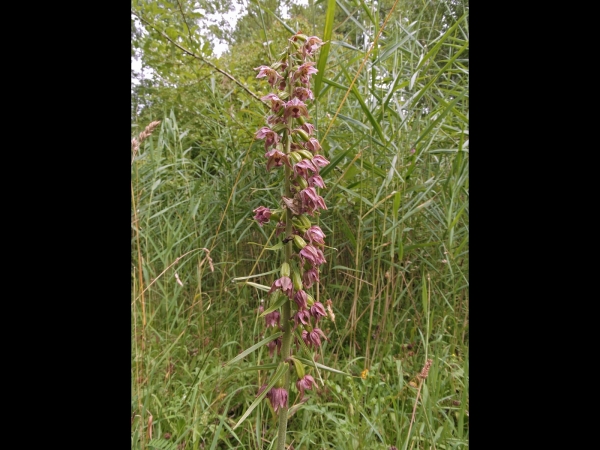 Epipactis helleborine
Broad-leaved Helleborine (Eng) Brede Wespenorchis (Ned) Breitblättrige Stendelwurz (Ger) 
Trefwoorden: Plant;Orchidaceae;Bloem;bruin;roze