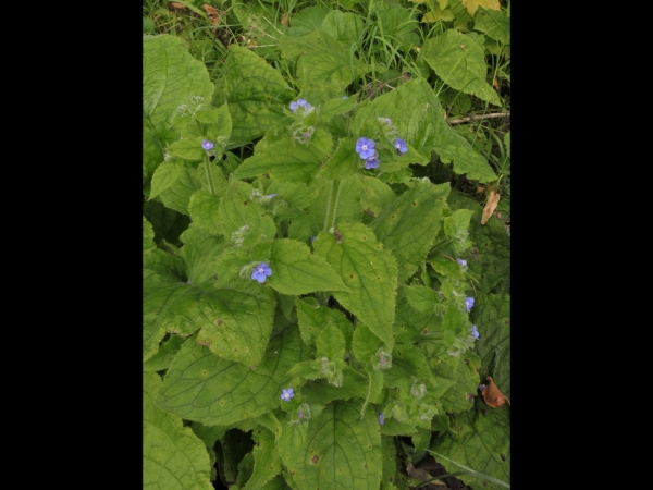 Pentaglottis sempervirens
Evergreen Bugloss (Eng) Overblijvende Ossentong (Ned) Ausdauernde Ochsenzunge (Ger)
Trefwoorden: Plant;stinzenplant;Boraginaceae;Bloem;blauw