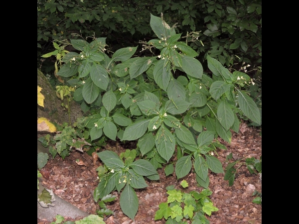 Impatiens parviflora
Small Balsam (Eng) Klein Springzaad (Ned) Kleines Springkraut (Ger)
Trefwoorden: Plant;schaduwplant;Balsaminaceae;Bloem;geel