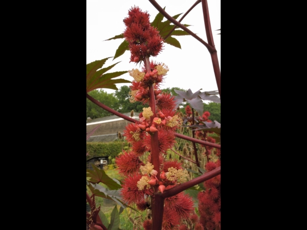 Ricinus communis
Castor Oil Plant (Eng) Wonderboom (Ned) Wunderbaum (Ger) - red variant, male flowers
Trefwoorden: Plant;cultuurgewas;tuinplant;Euphorbiaceae;Bloem;geel