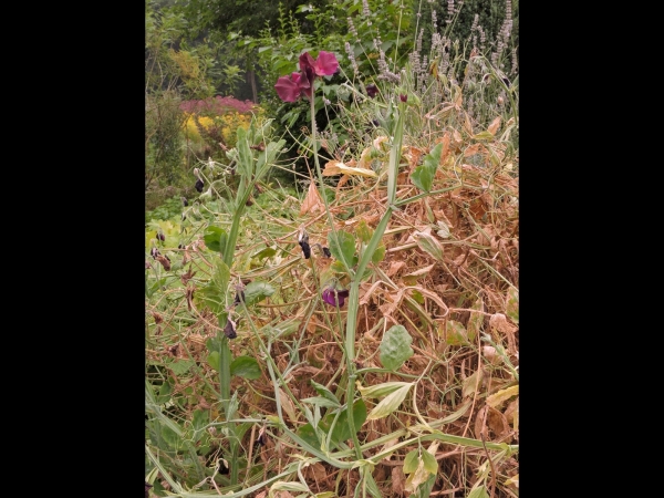 Lathyrus odoratus grandiflorus
Sweet Pea (Eng) Reukerwt, Pronkerwt (Ned) Duftende Platterbse (Ger)
Trefwoorden: Plant;tuinplant;Fabaceae;Bloem;rood;paars