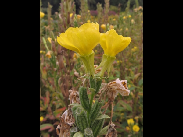 Oenothera biennis
Fever Plant, Common Evening-primrose (Eng) Middelste Teunisbloem (Ned) Gemeine Nachtkerze (Ger) 
Trefwoorden: Plant;Onagraceae;Bloem;geel