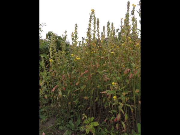Oenothera biennis
Fever Plant, Common Evening-primrose (Eng) Middelste Teunisbloem (Ned) Gemeine Nachtkerze (Ger) 
Trefwoorden: Plant;Onagraceae;Bloem;geel