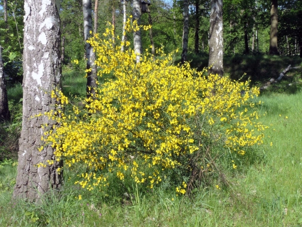 Cytisus scoparius
Common Broom (Eng) Besenginster (Ger) Gewone Brem (Ned)
Trefwoorden: Plant;struik;Fabaceae;Bloem;geel