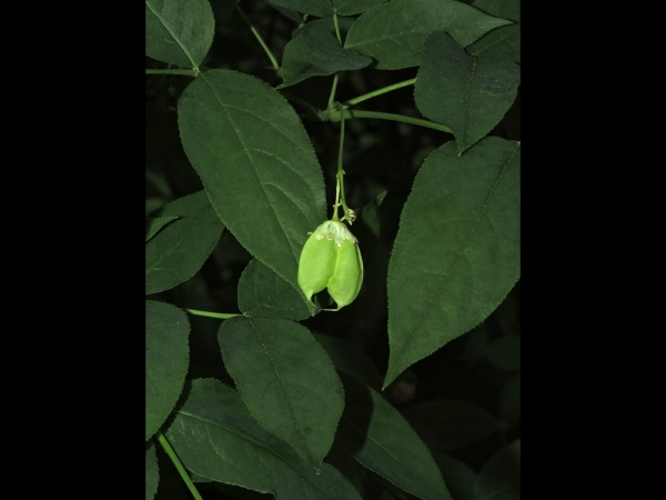Staphylea pinnata
European Bladdernut (Eng) Gemeine Pimpernuss (Ger) Pimpernoot (Ned)
Trefwoorden: Plant;Boom;Staphyleaceae;vrucht