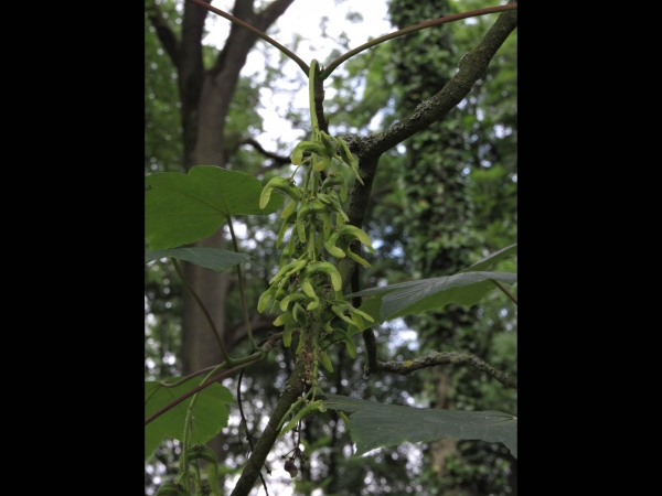 Acer pseudoplatanus
Sycamore (Eng) Gewone Esdoorn (Ned) Berg-Ahorn (Ger)
Trefwoorden: Plant;Boom;Sapindaceae;vrucht