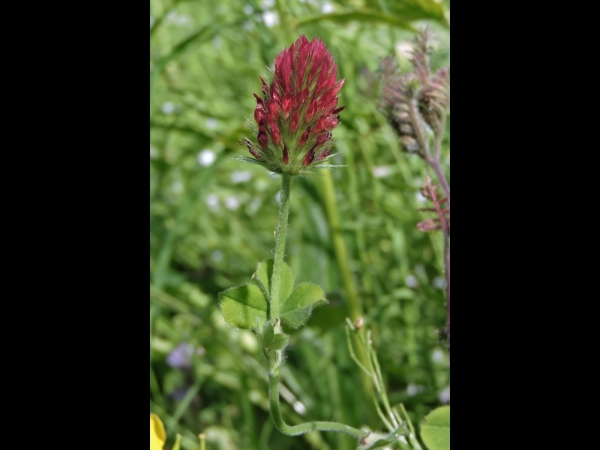 Trifolium incarnatum
Crimson Clover (Eng) Inkarnaatklaver (Ned) Inkarnat-Klee (Ger)
Trefwoorden: Plant;Fabaceae;Bloem;rood
