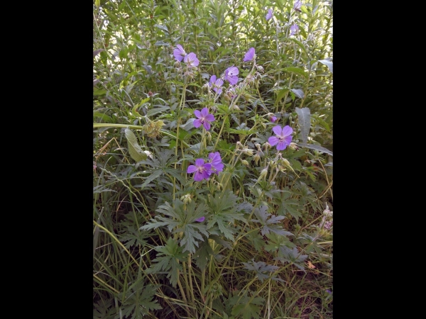 Geranium pratense
Meadow Crane's-bill (Eng) Beemdooievaarsbek (Ned) Wiesen-Storchschnabel (Ger) 
Trefwoorden: Plant;Geraniaceae;Bloem;blauw