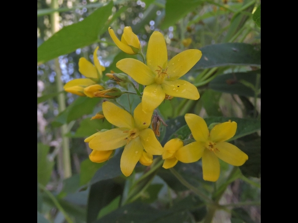 Lysimachia vulgaris
Yellow Loosestrife (Eng) Grote Wederik (Ned) Gewöhnlicher Gilbweiderich (Ger) 
Trefwoorden: Plant;Primulaceae;Bloem;geel