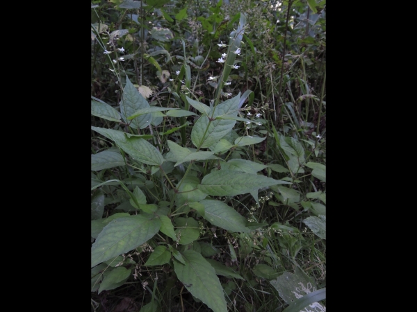 Circaea lutetiana
Enchanter's-nightshade (Eng) Groot heksenkruid (Ned) Großes Hexenkraut (Ger)
Trefwoorden: Plant;bosplant;Onagraceae;Bloem;wit