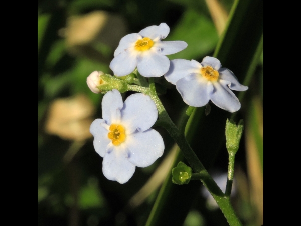 Myosotis scorpioides nemorosa
Water Forget-me-not (Eng) Weidevergeet-mij-nietje (Ned) Sumpf-Vergißmeinnicht (Ger)
Trefwoorden: Plant;Boraginaceae;Bloem;blauw;moerasplant