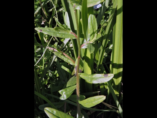 Myosotis scorpioides nemorosa
Water Forget-me-not (Eng) Weidevergeet-mij-nietje (Ned) Sumpf-Vergißmeinnicht (Ger)
Trefwoorden: Plant;Boraginaceae;Bloem;blauw;moerasplant