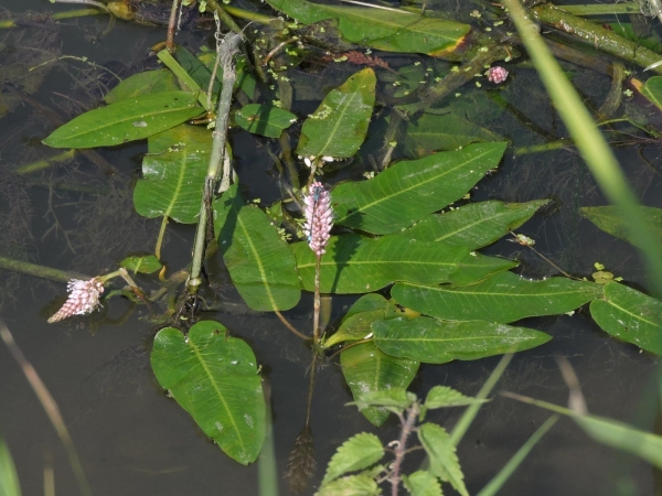 Persicaria amphibia
Water Knotweed (Eng) Veenwortel (Ned) Wasser-Knöterich (Ger) 
Trefwoorden: Plant;Polygonaceae;Bloem;roze;moerasplant;waterplant