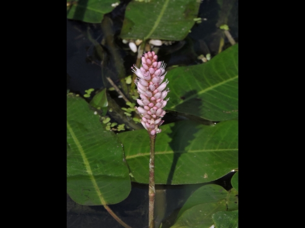 Persicaria amphibia
Water Knotweed (Eng) Veenwortel (Ned) Wasser-Knöterich (Ger) 
Trefwoorden: Plant;Polygonaceae;Bloem;roze;moerasplant;waterplant