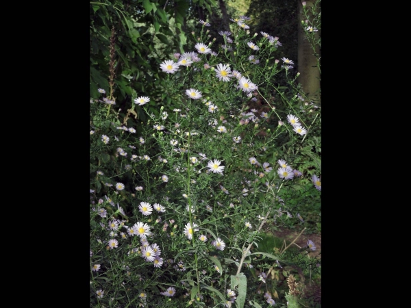 Aster amellus
European Michaelmas-daisy (Eng) Zomeraster (Ned) Berg-Aster (Ger) 
Trefwoorden: Plant;Asteraceae;Bloem;lila;paars;blauw;tuinplant