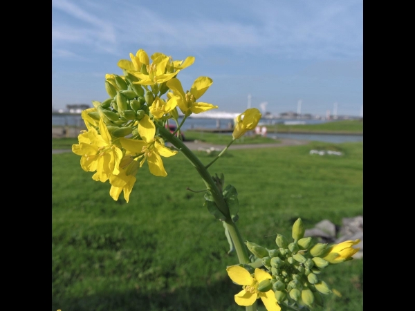 Brassica napus
Rape (Eng) Koolzaad (Ned) Raps (Ger)
Trefwoorden: Plant;Brassicaceae;Bloem;geel;cultuurgewas