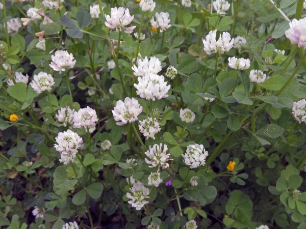 Trifolium; T. nigrescens
Small White Clover (Eng)
Trefwoorden: Plant;Fabaceae;Bloem;wit