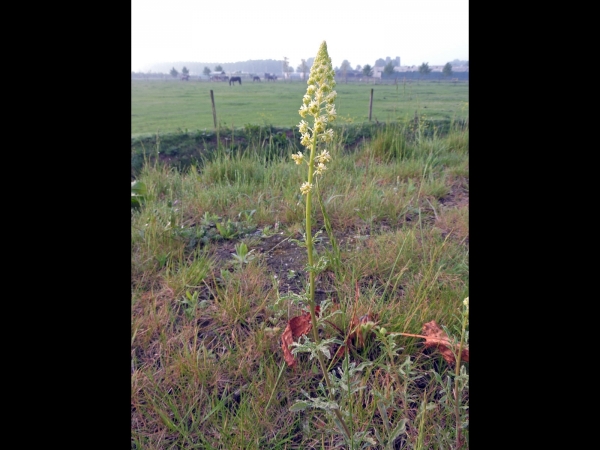 Reseda lutea
Wild Mignonette (Eng) Wilde Reseda (Ned) Gelber Wau (Ger)
Trefwoorden: Plant;Resedaceae;Bloem;geel;groen
