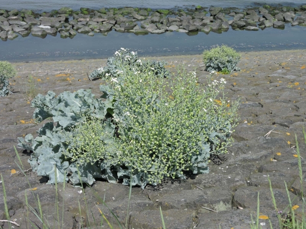 Crambe maritima
Sea Kale, Sea Cole (Eng) Zeekool (Ned) Echter Meerkohl (Ger)
Trefwoorden: Plant;Brassicaceae;Bloem;wit;kustplant