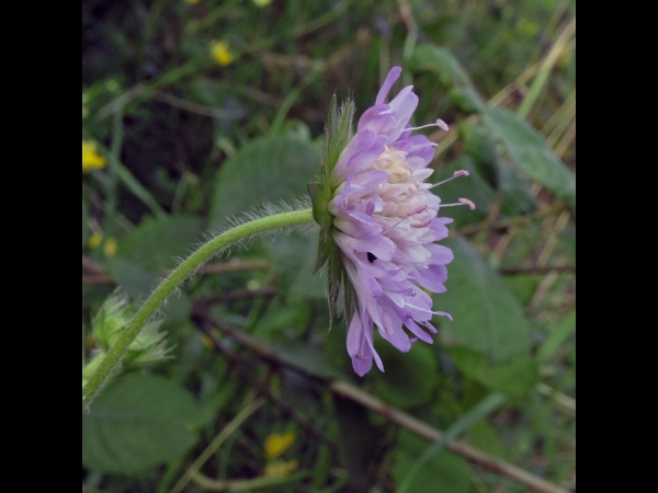 Knautia arvensis
Field Scabious (Eng) Beemdkroon (Ned) Acker-Witwenblume (Ger)
Trefwoorden: Plant;Caprifoliaceae;Bloem;lila