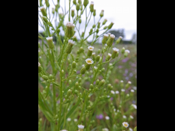 Conyza canadensis
Canadian Horseweed (Eng) Canadese Fijnstraal (Ned) Kanadische Berufkraut (Ger)
Trefwoorden: Plant;Asteraceae;Bloem;wit