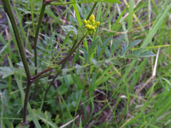 Rorippa sylvestris
Creeping Yellowcress (Eng) Akkerkers (Ned) Wilde Sumpfkresse (Ger) - Leaf
Trefwoorden: Plant;Brassicaceae;Bloem;geel