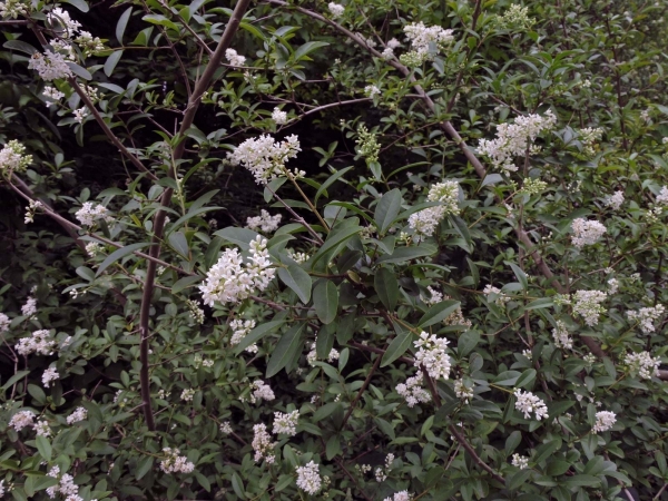 Ligustrum vulgare
Wild Privet (Eng) Wilde Liguster (Ned) Gewönlicher Liguster (Ger)
Trefwoorden: Plant;struik;Oleaceae;Bloem;wit