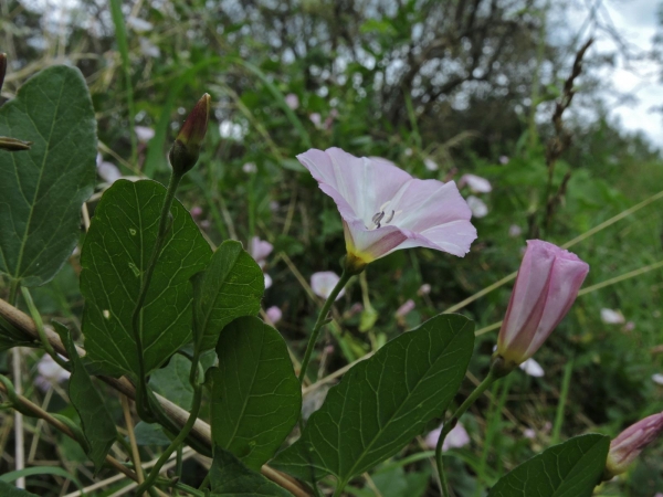 Convolvulus arvensis
Field Bindweed (Eng) Akkerwinde (Ned) Acker-Winde (Ger)
Trefwoorden: Plant;Convolvulaceae;Bloem;wit;roze